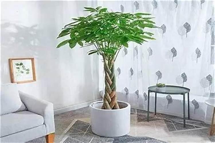 家里养什么植物风水好，招财，旺财运