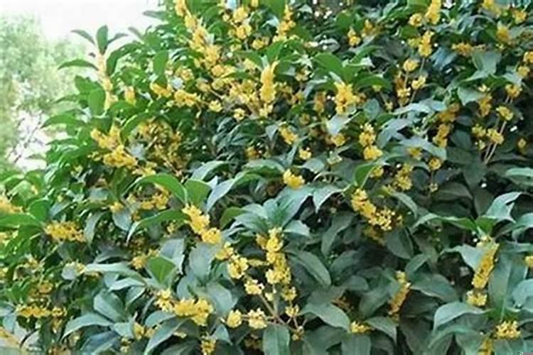 桂花树不能种在门前吗