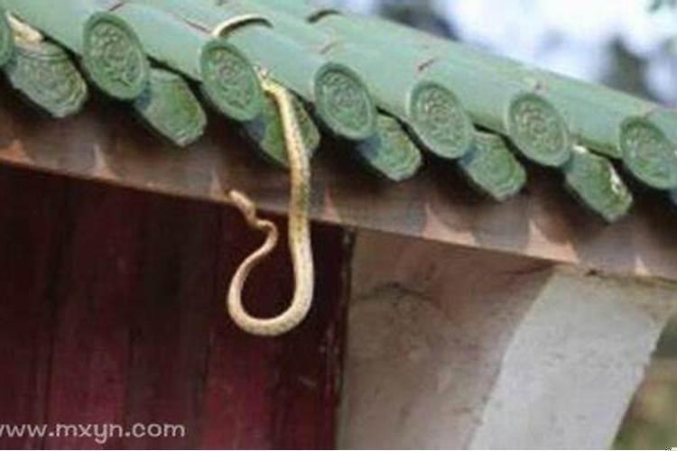 梦到家里进蛇是什么意思