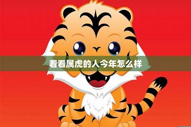 属虎的今年财运咋样
