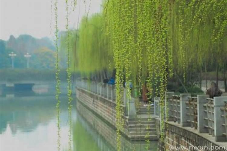 梦见很多柳树什么意思
