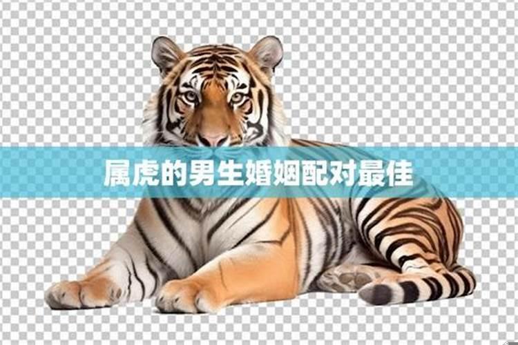 属虎的最好婚姻配对
