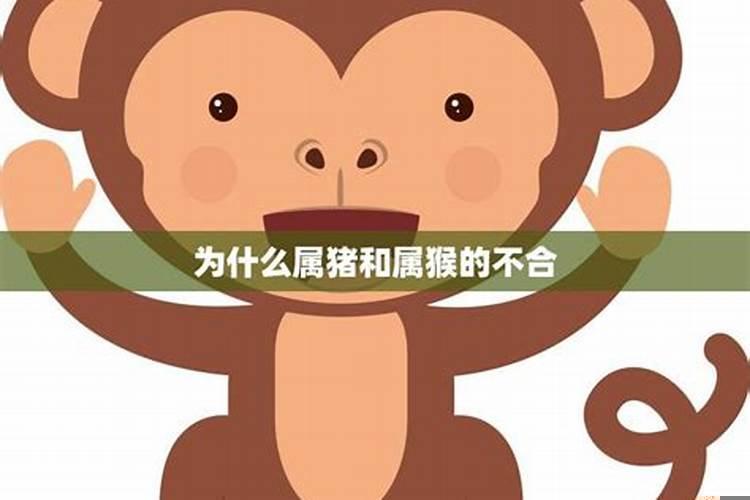 属猪和属猴的不合怎么办