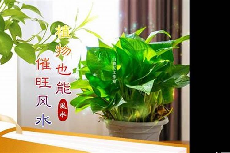 让家里变旺发财的风水