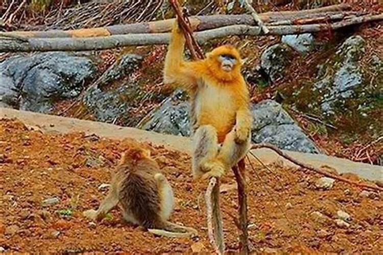 属猴和属猴配吗婚姻