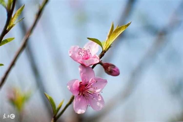 属猪人在哪一年财运好