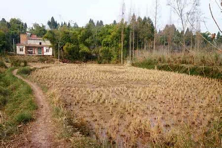 梦见田地荒芜是什么意思