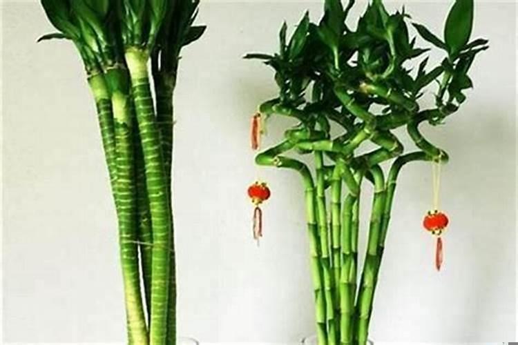 适合属相的植物