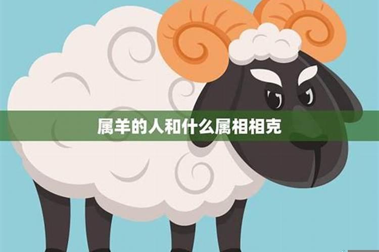 属羊在虎年的运气如何
