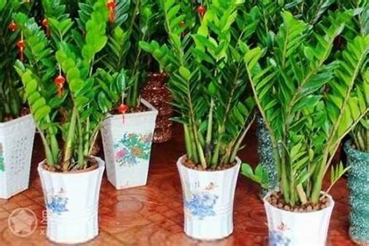 门厅摆放什么招财