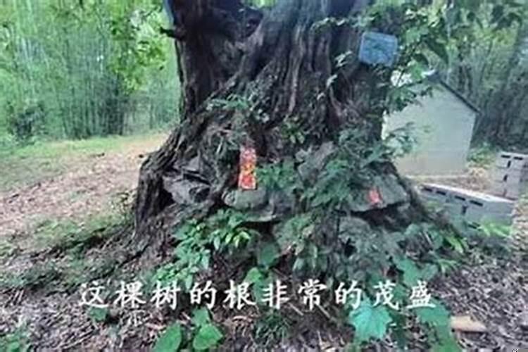 坟中长树好吗?