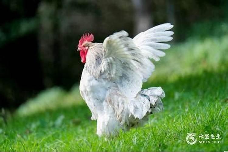 属鸡哪一天出生最厉害