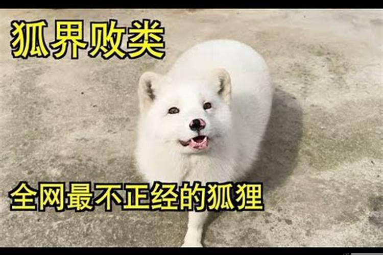 狐狸能干啥