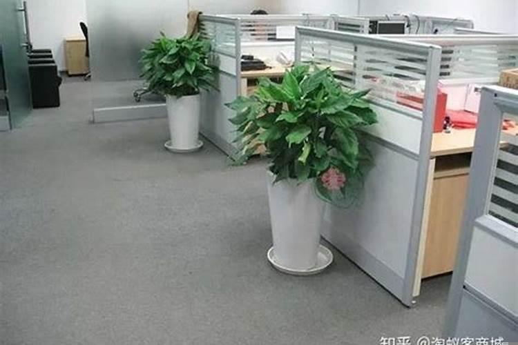 办公室植物有哪些品种
