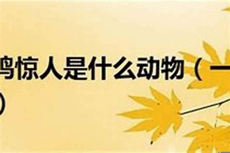 一鸣惊人的最佳生肖
