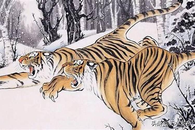 兔子型的人性格