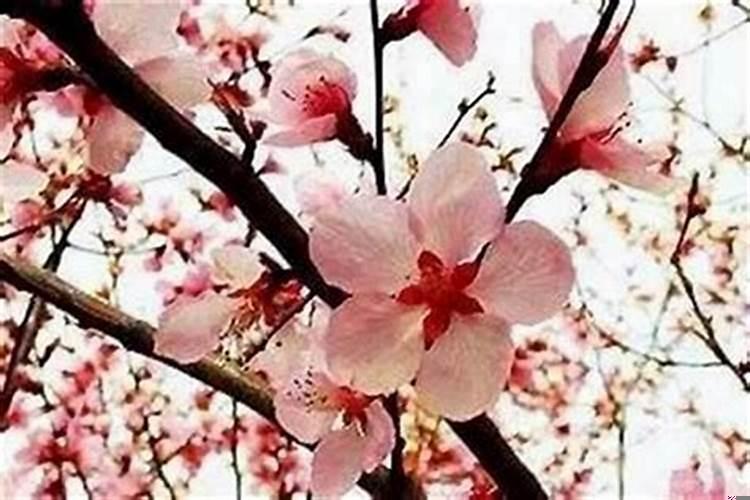 本命年命犯桃花是好是坏