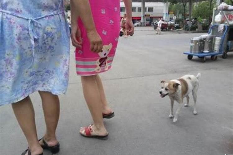 女人梦见狗咬手臂出血
