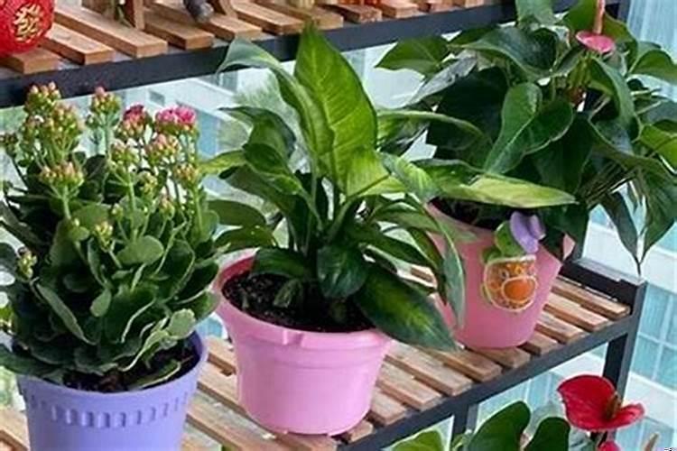 家中养什么植物会招财呢