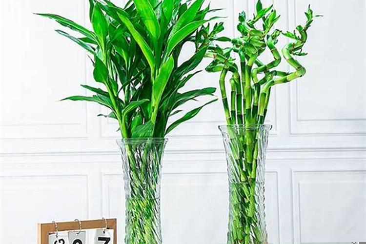 办公室植物有哪些品种