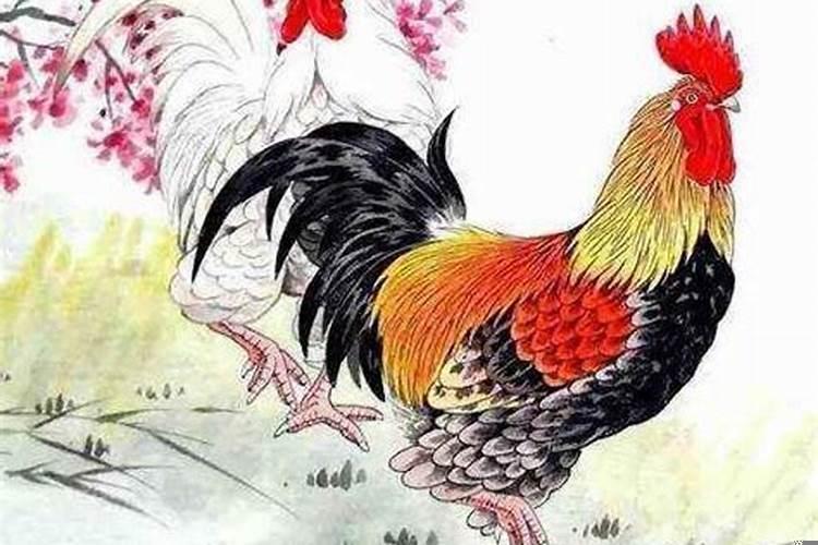 属鸡的和属羊的在一起会怎么样