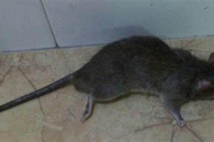 梦到了死老鼠是什么意思