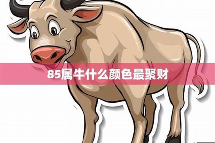 属牛怎么能聚财