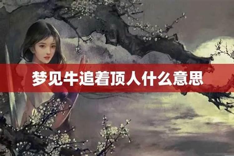 梦见牛追着自己要顶我