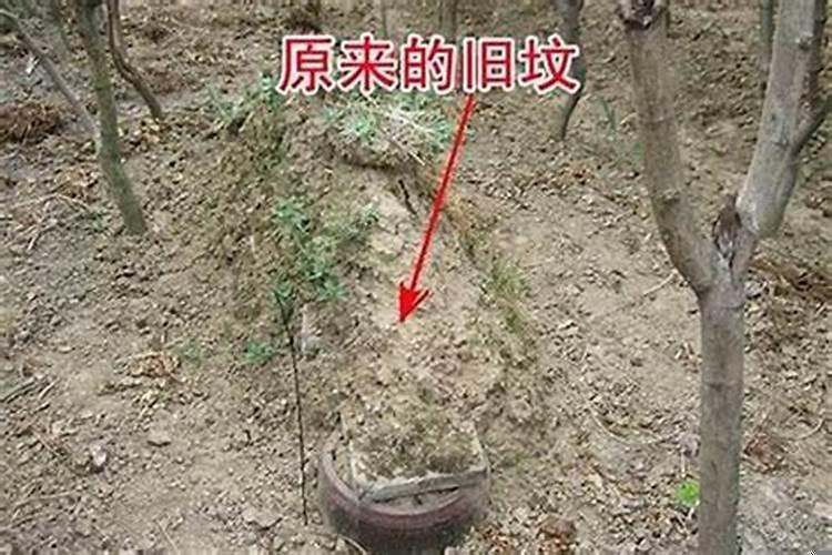 祖坟上有蜂巢好吗