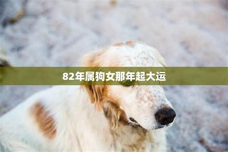 82年正月属狗女的命运