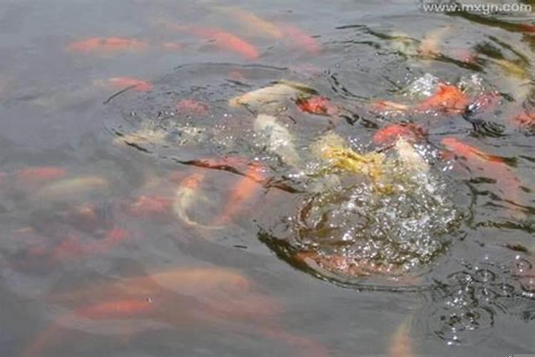 梦见很多死鱼还有活鱼是什么意思