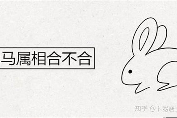 兔跟马属相合不合