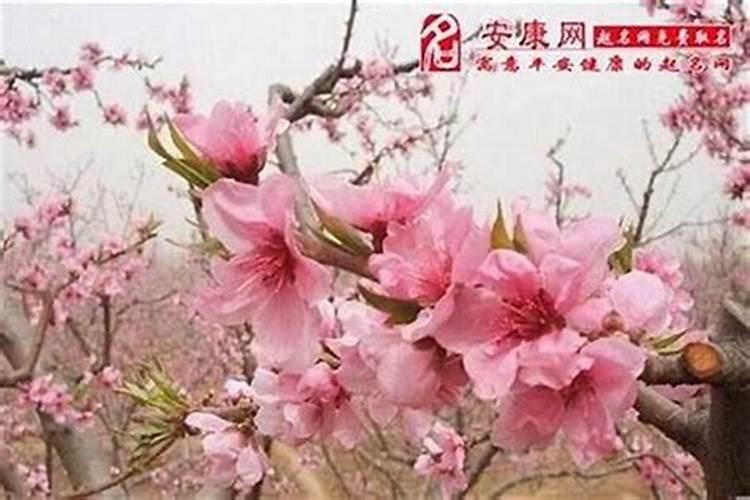 什么样的男人有桃花运