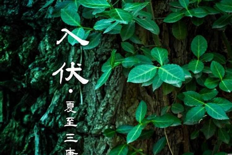 夏至三庚入伏一庚是多少天