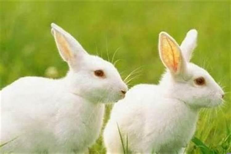 鼠和兔大几岁