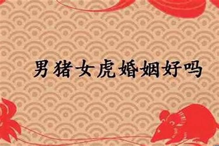属猪跟属老虎的合不合