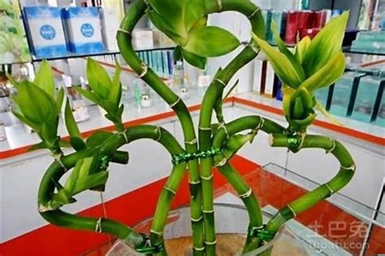转运竹放在哪里好