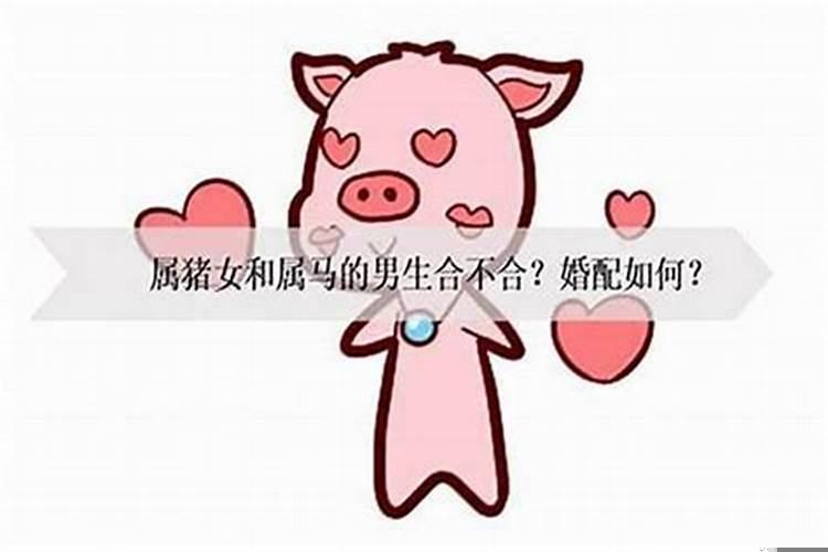 男猪配什么属相好婚姻