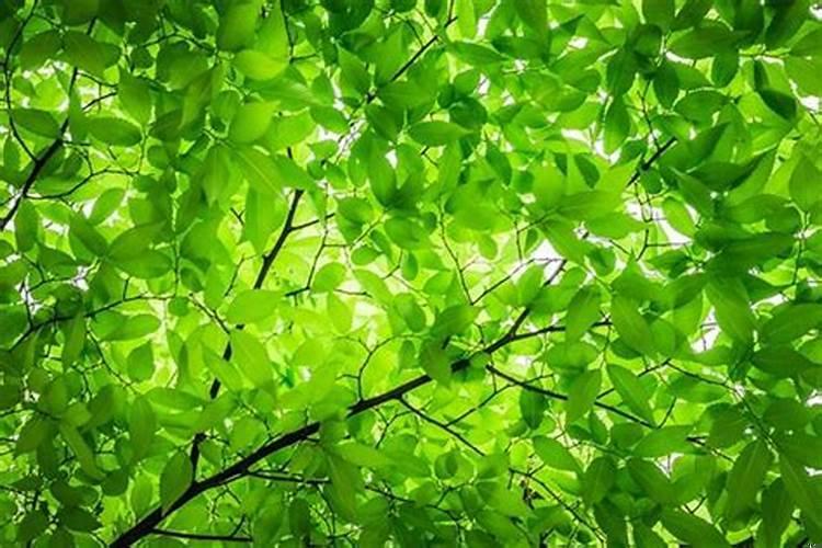 周公解梦梦见绿色的植物好不好看