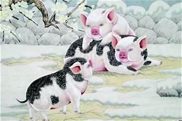 父亲属猪母亲和儿子属虎