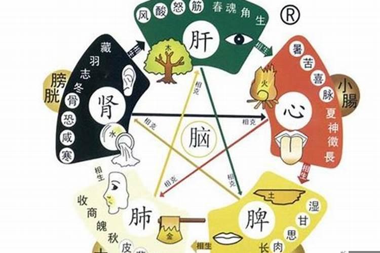 鼻子五行主什么