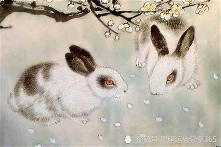 87年兔适合生什么属相