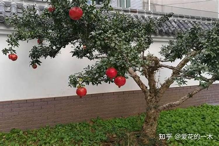 门前栽种什么树好