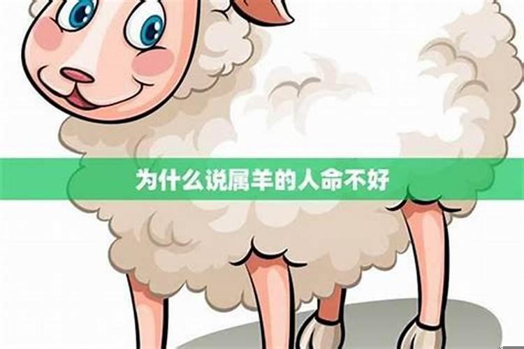 属羊人为什么不好