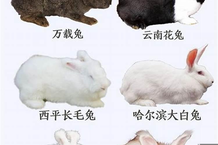 属兔不同月份