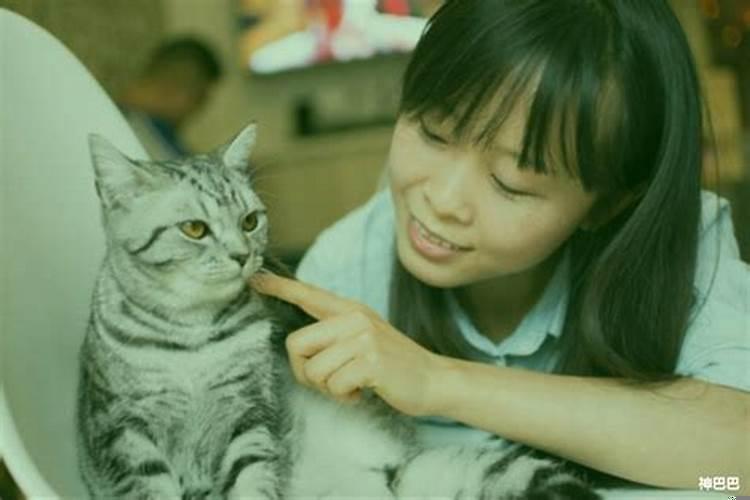 养猫能招来财运吗