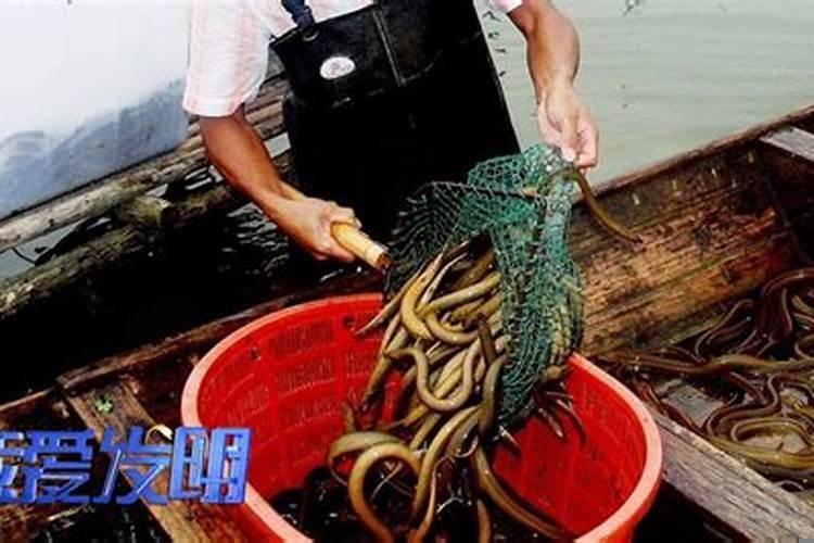 怎样让黄鳝自己爬出来