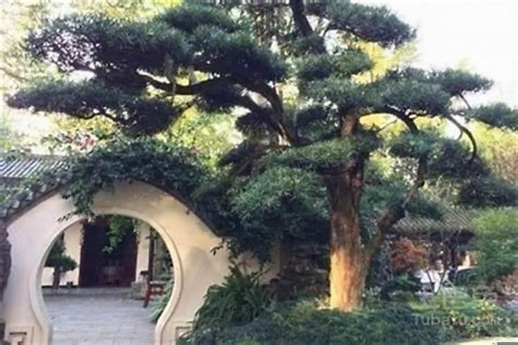 庭院大门边种什么树好