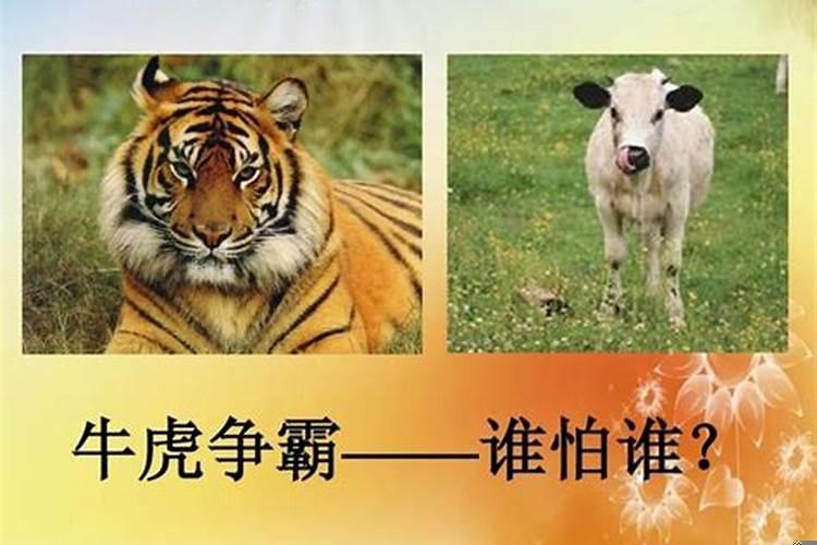 牛和虎的属相适合结婚吗