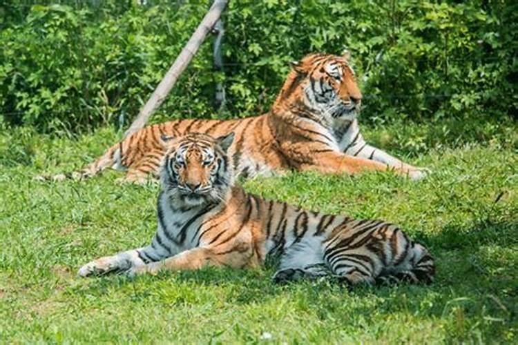 为什么属虎的女人命好苦